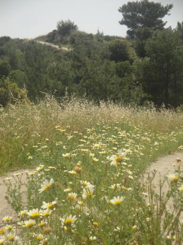 a field of yellow and white flowers in a field at Stan&Family in Kalavárda