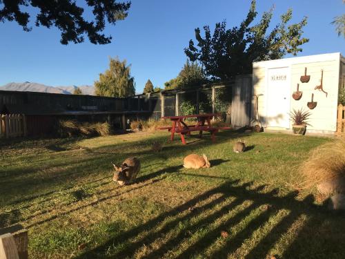 three animals laying in the grass in a yard at Tailor Made Tekapo Accommodation - Hostel in Lake Tekapo