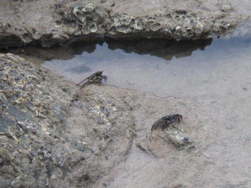 two birds sitting on a rock next to the water at MJ Boutique Hotel Khao Lak in Khao Lak
