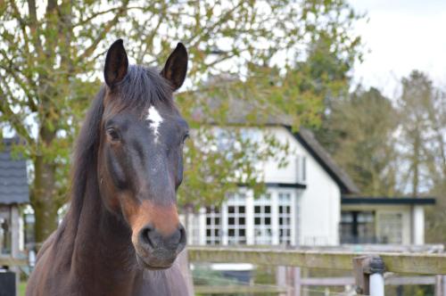 a brown horse standing in front of a house at Veld en Bosch in Leusden