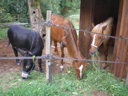 a group of horses standing next to a fence at Romantic Studio Vacances in Labaroche