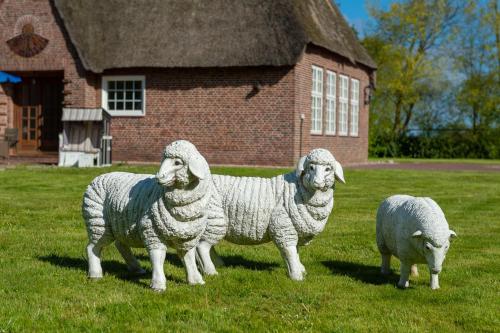 three sheep standing in the grass in front of a building at Lehrerwohnung in Tümlauer Koog