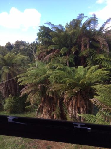 a palm tree on the side of a road at Tekoa Lodge Raurimu in Raurimu Spiral