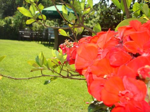 a bunch of red flowers on a tree at Hotel Al Fiume in Tegna