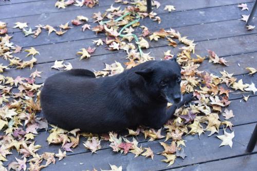 a black dog laying on leaves on a deck at Rainbow Bridge B&B in Sanzhi