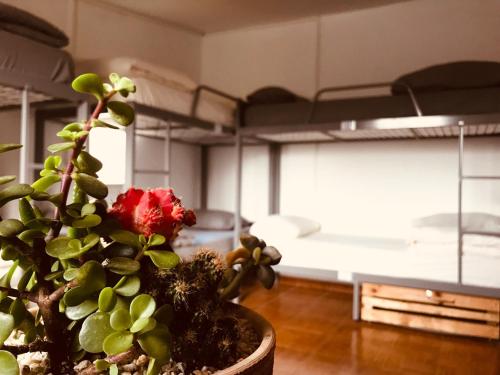a potted plant sitting on a table in a room at Al Yakhour Hostel in Haifa