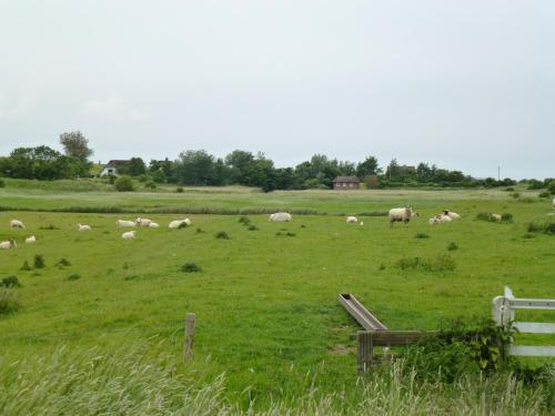 Gallery image of Austernfischer Haus in Pellworm
