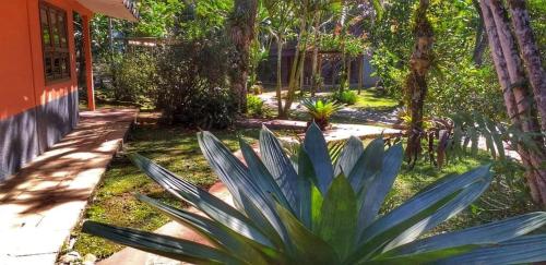 a garden with a large plant next to a house at Gamboa Eco Refugio Pousada in Iporanga