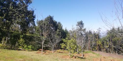 a group of trees on a hill next to a road at Chalet Pico das Pedras in Santana