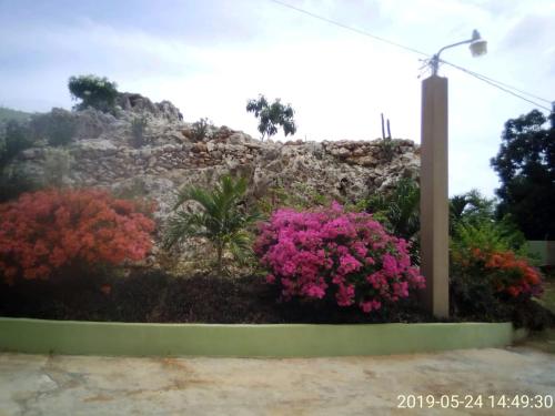 a garden with pink flowers in front of a mountain at Eve's Rockaway Villa in Alligator Pond Village