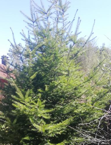 a large pine tree in a yard at Chalet Pico das Pedras in Santana