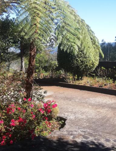 a large palm tree in a garden with flowers at Chalet Pico das Pedras in Santana