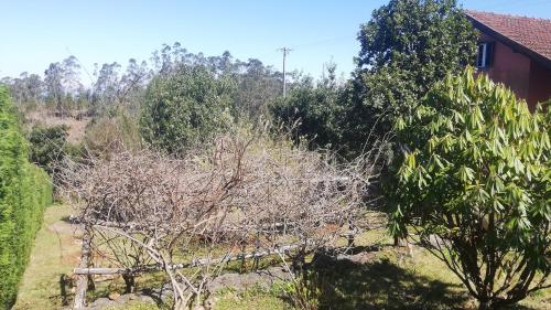 a view of a garden with trees and a house at Chalet Pico das Pedras in Santana
