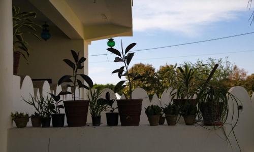 a bunch of potted plants sitting on a wall at Hotel Vamdev Fort in Pushkar