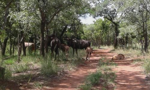 a group of animals standing on a dirt road at Five Pebbles on Piece of Africa in Cullinan