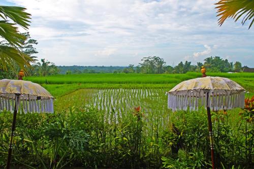 two straw umbrellas in front of a rice field at Ti Amo Bali in Jatiluwih