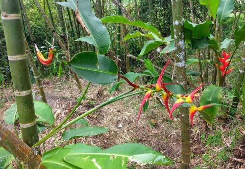 a plant with red and yellow flowers in a forest at Finca Colibrí Zafiro, Altos del Rosario in Cali
