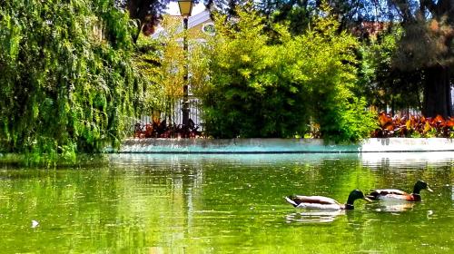 two ducks swimming in the water in a park at Império Romano Guest House in Beja