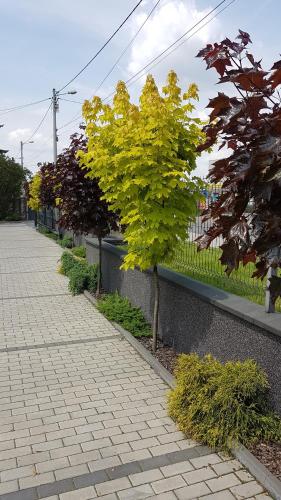 a tree on the side of a brick sidewalk at Apartament Angelo in Sosnowiec