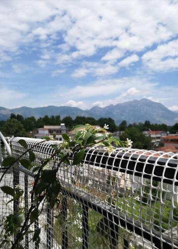 a plant on top of a fence with mountains in the background at Alexandros in Aridaia