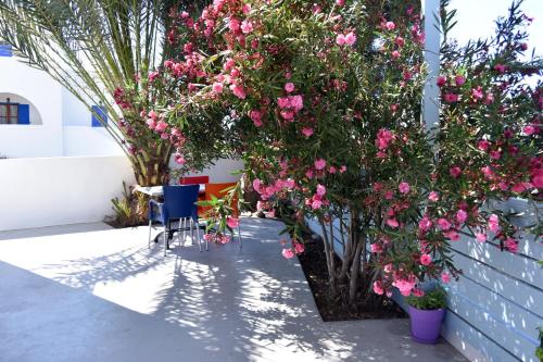 a patio with pink flowers and a blue chair at Adelphi Apartments in Perissa