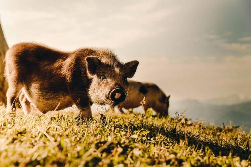 Animaux dans la maison d'hôtes ou à proximité