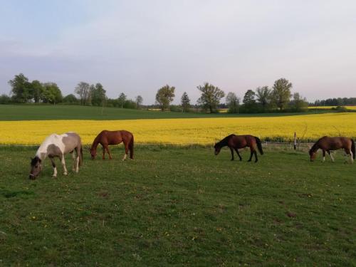a group of horses grazing in a field at Folwark Malinowy Chruśniak in Bisztynek