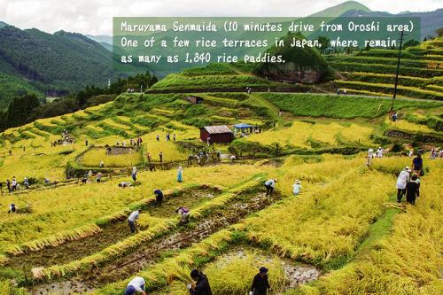 a group of people in a field on a hill at Mikan Hotel in Uwano