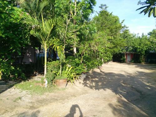 a shadow of a person standing next to a palm tree at Baan I Mhok Suanphueng in Suan Phung
