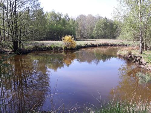 a pond in a field with trees and bushes at Dworska Zagroda in Korytowo