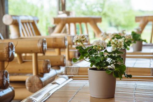 a potted plant sitting on top of a table at Apartmenthaus Kaiser Friedrich in Potsdam