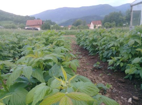 a field of green plants with mountains in the background at Apartment Mehi in Pazarić