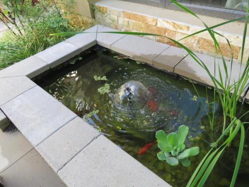 a turtle swimming in a pond in a garden at Margaréta Garden & SPA in Eger