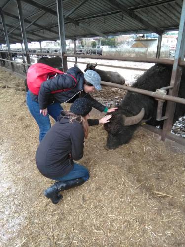 two people are petting a cow in a pen at Historical Center with Garden "The Beach and The Cliff" 4 in Agropoli