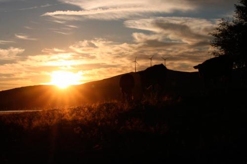 two cows standing in a field at sunset at Casa Viade in Montalegre