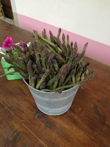 a plant in a bucket on a wooden table at Agriturismo Campolungo in Sant'Ermo