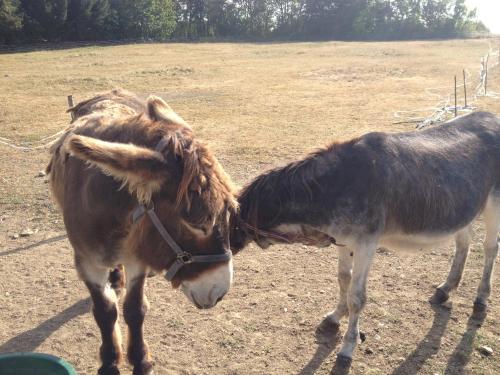 a brown donkey standing next to a smaller pony at L'Ariade in Monpazier