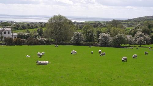 a herd of sheep grazing in a green field at Safe Haven - Luxury Family Accommodation in Carlingford