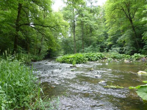 a stream in the middle of a forest with trees at Pension Waldfrieden in Thale