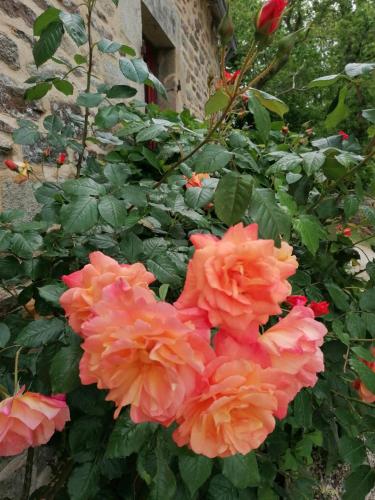 a group of pink flowers in front of a building at La Ferme de Kerraoul in Combrit