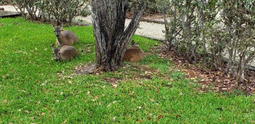 three animals sitting in the grass next to a tree at Old Wooden Bridge Resort & Marina in Big Pine Key