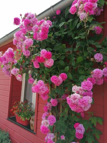 a bunch of pink flowers hanging from a building at La Ferme de Kerraoul in Combrit