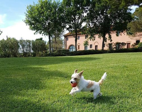 a dog standing on a lush green lawn at La Magnifica B&B in Fauglia