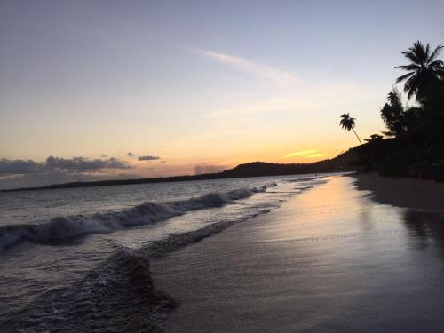 a beach with a palm tree and the ocean at Pousada Doze Cabanas in Japaratinga