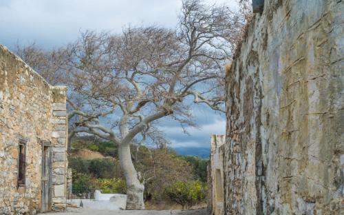 a tree in an alley between two buildings at Limeri Traditional Guest House in Monólithos