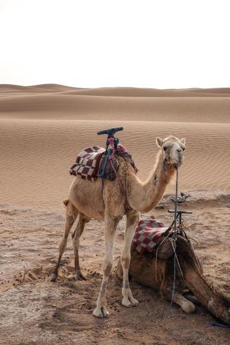 a camel standing next to a dead animal in the desert at Kasbah Aitisfoul in Tagounite