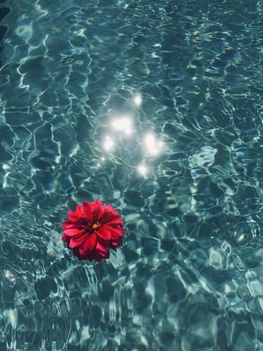 a red flower floating in a pool of water at Le Temps d'un Rêve in Mazan