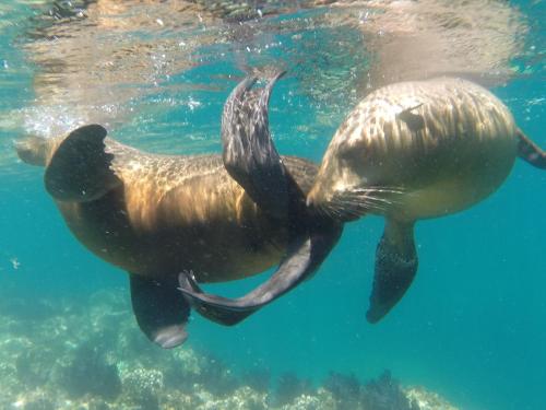 two seals swimming in the water in the ocean at Club Cantamar Beach Hotel & Marina in La Paz