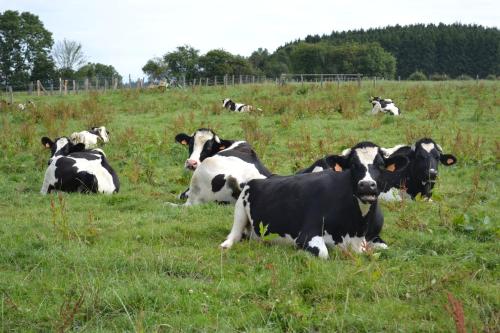 a herd of cows laying in a field of grass at Gîte La Clef des Champs in Libin