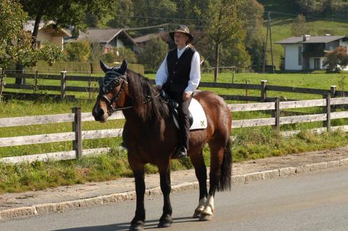 רכיבה על סוסים בבית חווה או בסביבה